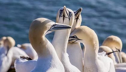 米兰冬奥组委揭晓火炬手阵容：谷爱凌、巩晓彬、张志磊在内