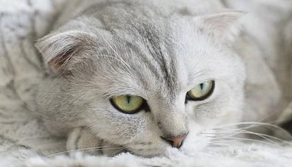 新技能？霍姆格伦最新训练视频 着重训练运球干拔三分