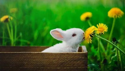 新技能？霍姆格伦最新训练视频 着重训练运球干拔三分